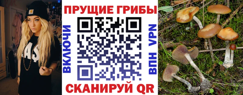 площадка Telegram  продажа наркотиков  Городовиковск  Псилоцибиновые грибы мицелий 